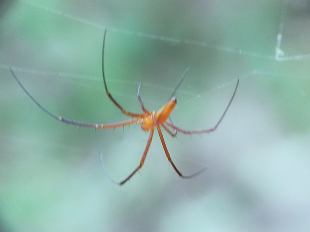 Nephila Pilipes (11).jpg