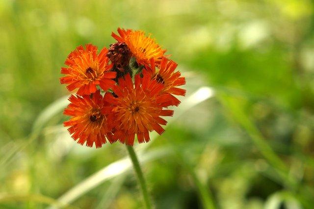 hieracium-aurantiacum-g0c7c387d4_1280.jpg