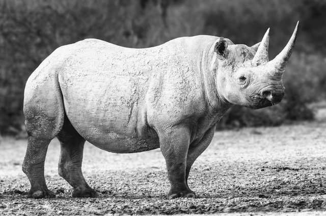 Black_Rhino_at_Working_with_Wildlife-1~3.jpg