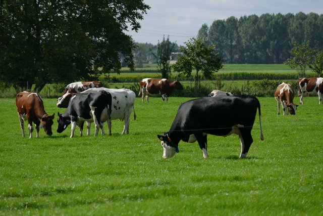 cows-7020909_1280.jpg