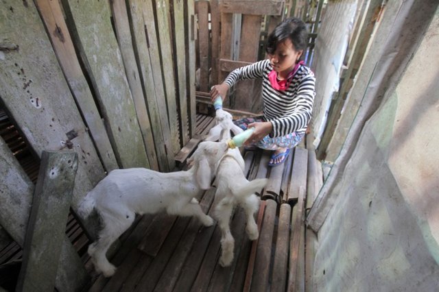 Kambing-susu-1-1024x682.jpeg