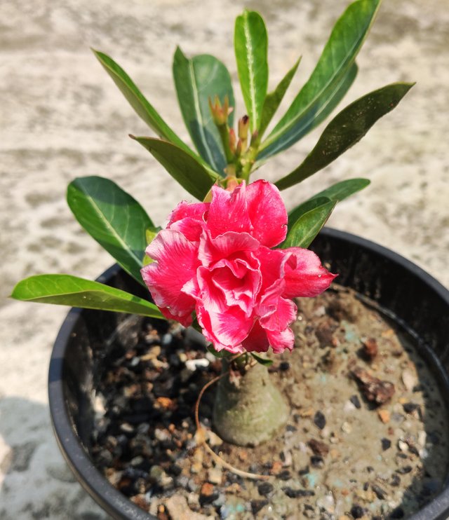 Adenium-1.jpg