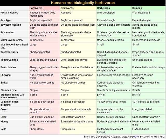 herbivores.jpg