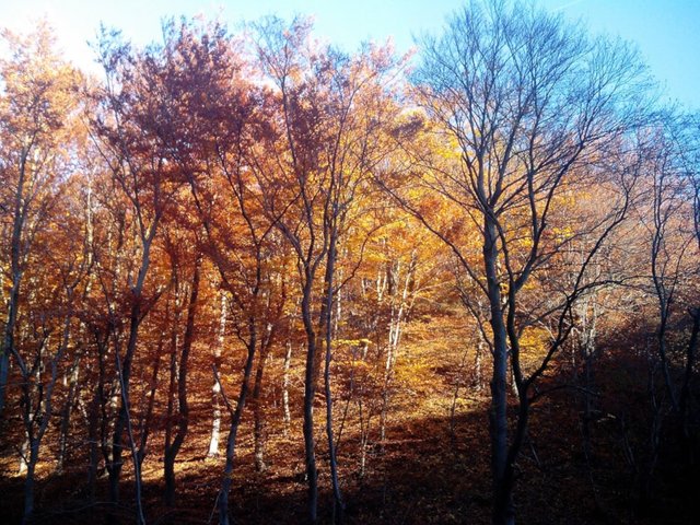 autumn-krivoklat-les-small.jpg