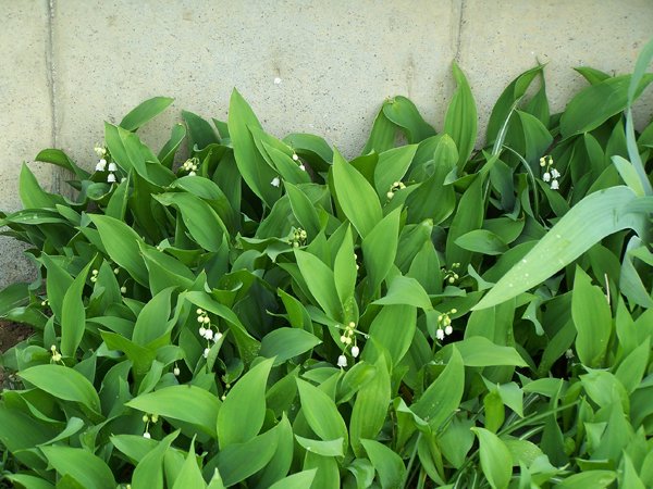 East - lily of the valley crop May 2019.jpg