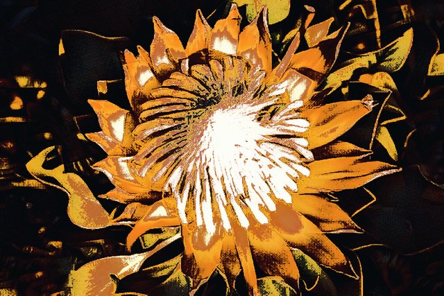 giant protea abstract.jpg