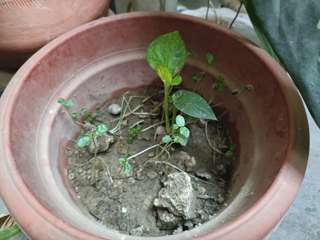 IMG-202506190004.jpg