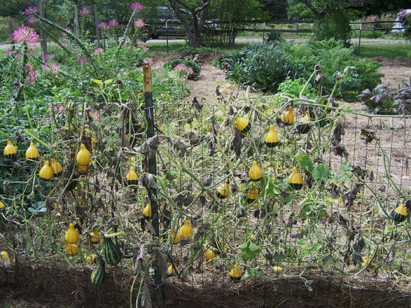 Big garden - gourds crop Sept. 2018.jpg