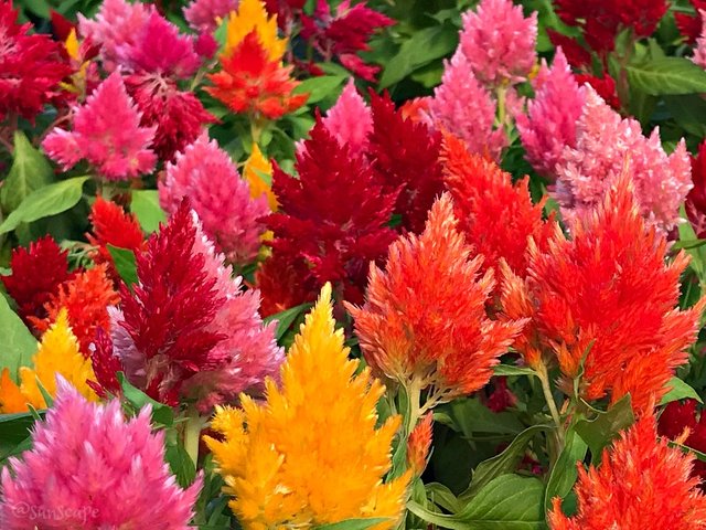 celosia flowers petals colorphotography.jpg