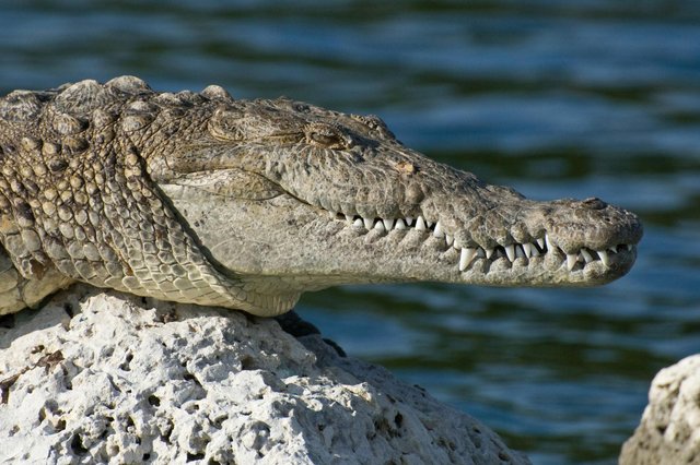 biscayne-national-park-florida-american-crocodile-wildlife-69421.jpeg