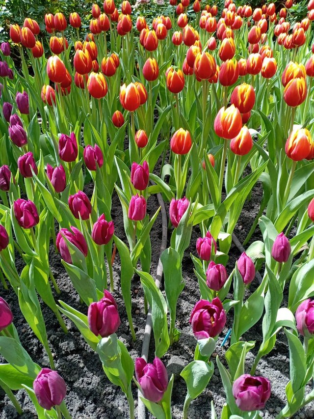 Tulips16.jpg