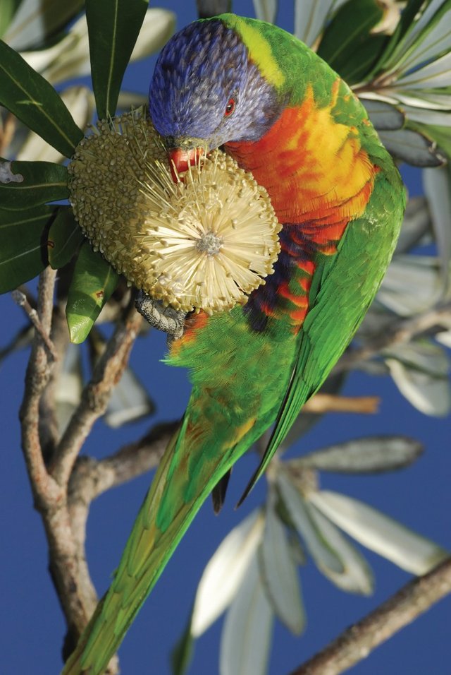 banksia-parrot-credit Anne Montfort PL.jpg