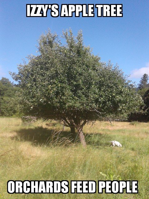 apple tree.jpg