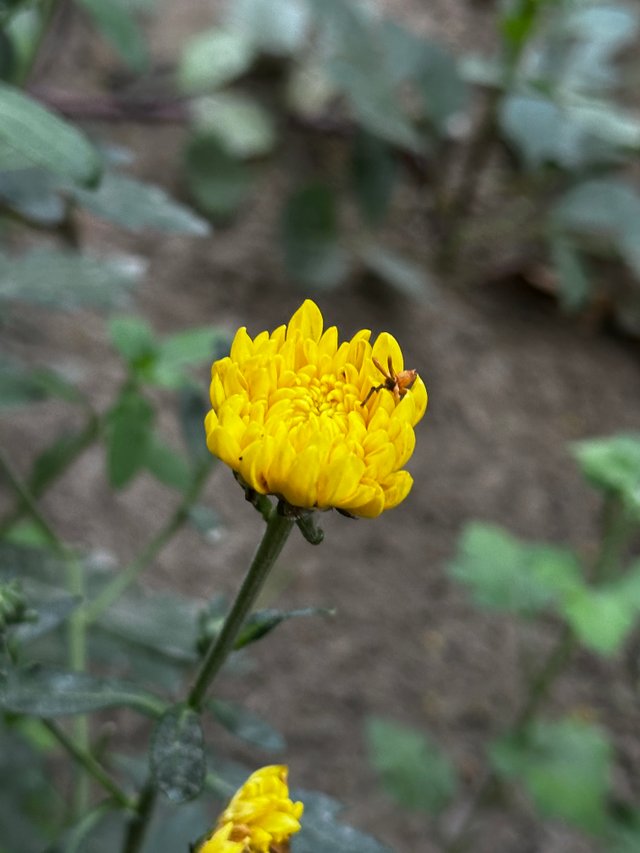 IMG_7969.JPG