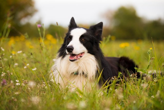 border-collie-6391794_1280.jpg