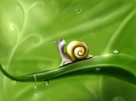 snail-83672__340.jpg