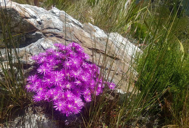 fynbos_daisy.jpg