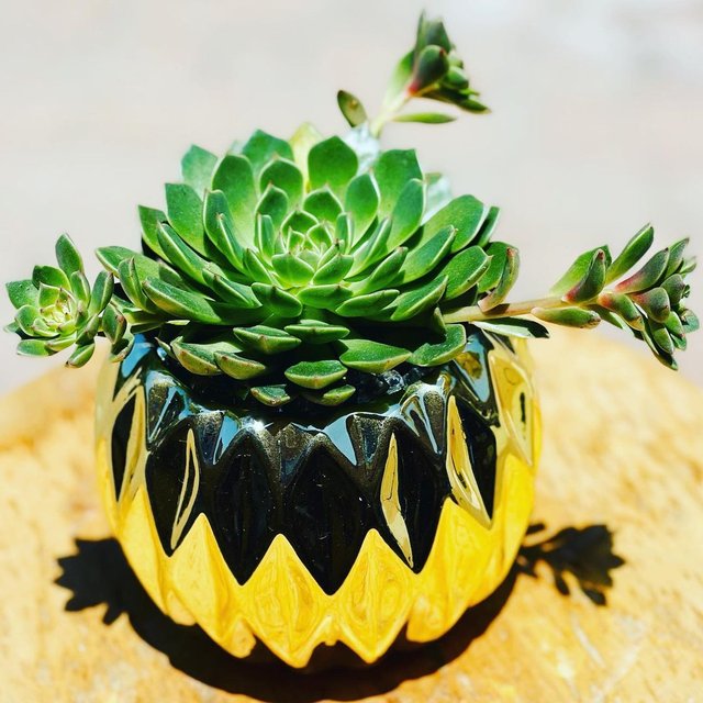 succulentsbylizzy2019_227734424_983724828870017_1564987336494881136_n.jpg