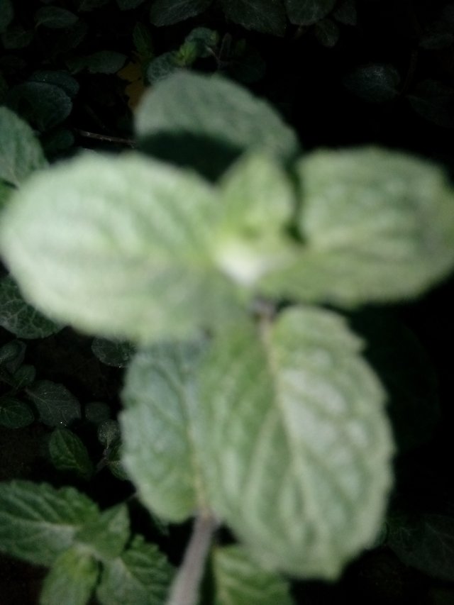 IMG_20221025_093124_674.jpg