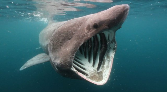 Basking-Shark-Filter.jpg