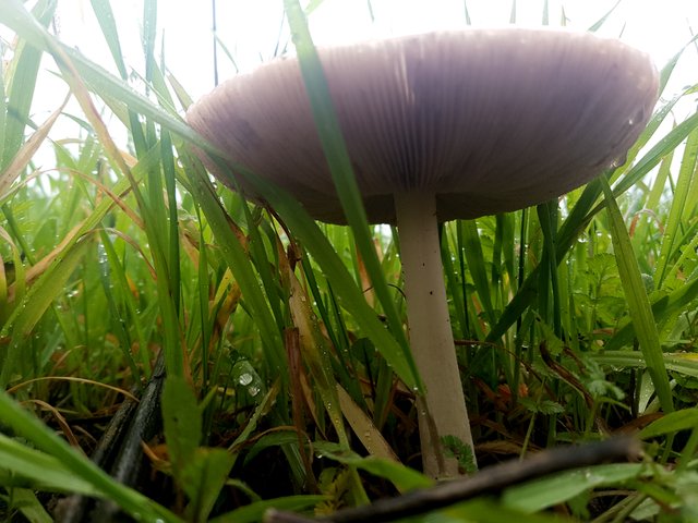 agarics1.jpg