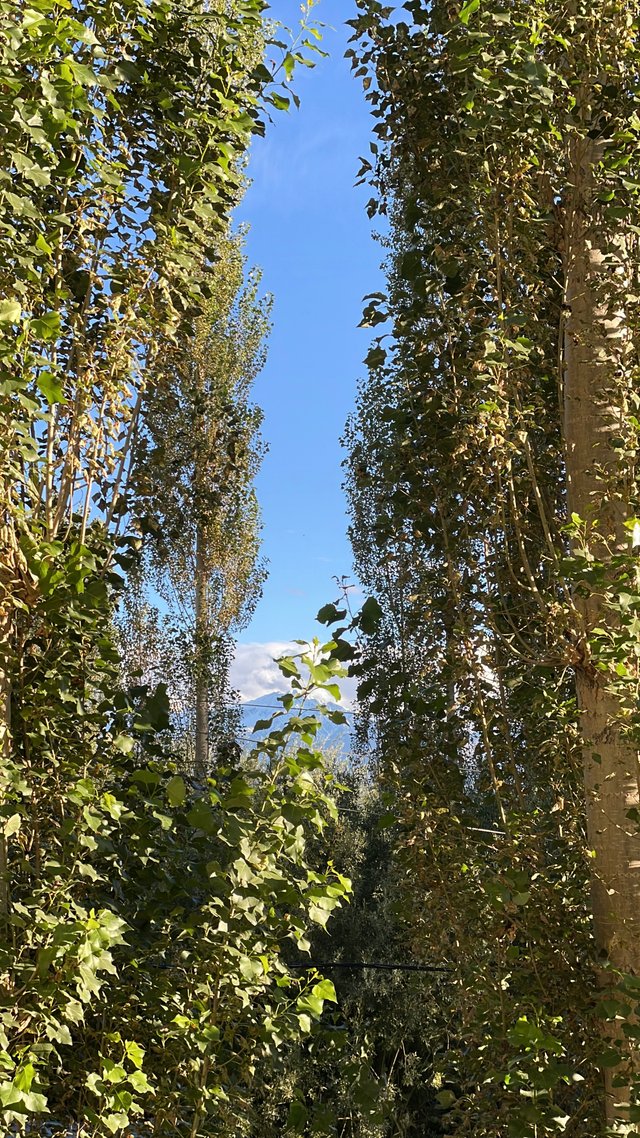 IMG_8222.jpeg