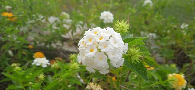 IMG_20210806_165402.jpg