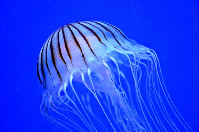 jellyfish-1249509_960_720.jpg