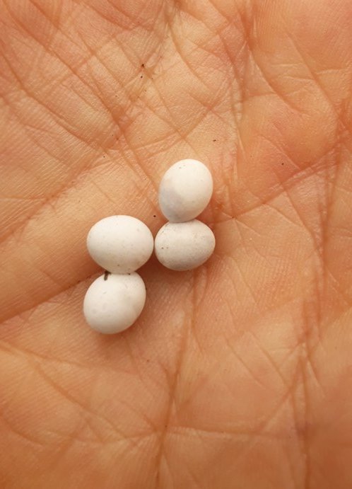 gecko eggs.jpg