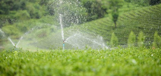Sprinkler-Irrigation.jpg