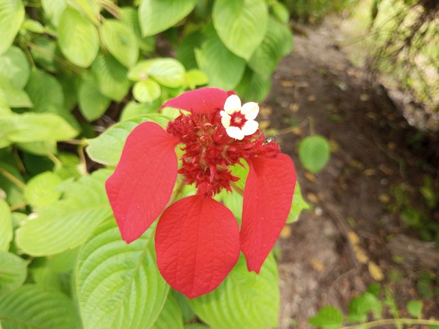 IMG_20250909_131327_003.jpg