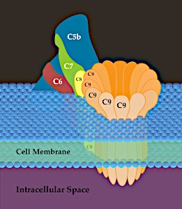 Membrane_Attack_Complex_(Terminal_Complement_Complex_C5b-9)SLiva2016 1.2 license.jpg