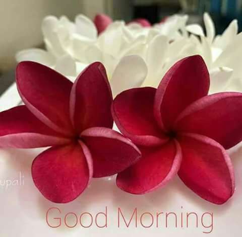 These Are Very Rare But Beautiful Flowers To Morning Steemit