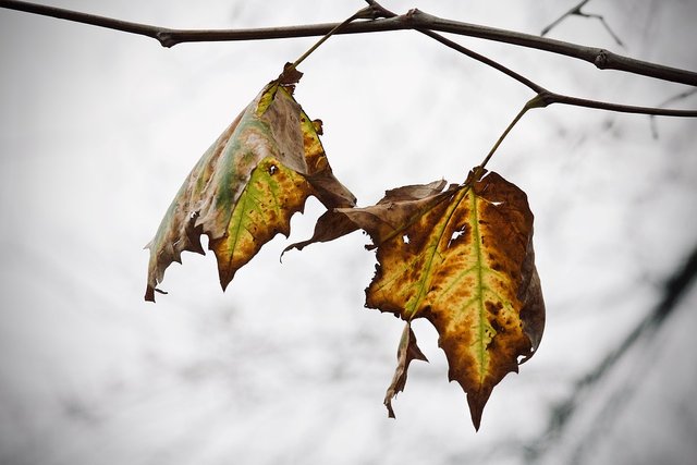 leaves-3873824_960_720.jpg