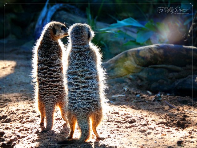 Meerkats 1.jpg