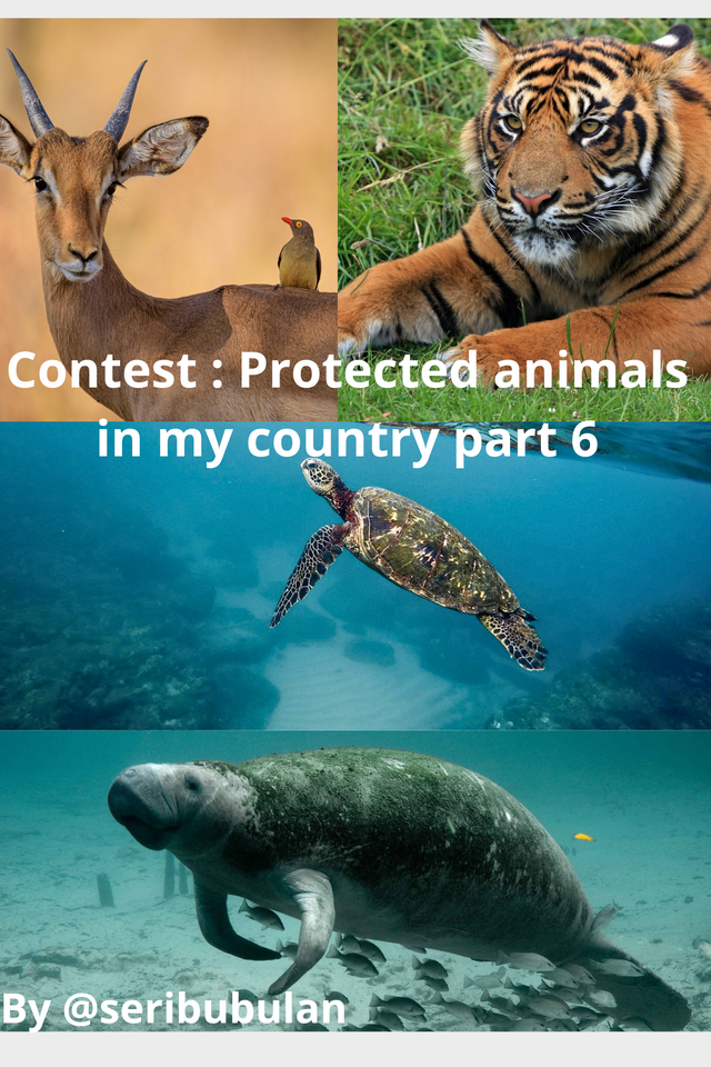 Contest  Protected animals in my country part 6_20241010_022824_0000.png