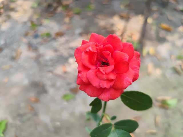 IMG_20250611_094951.jpg