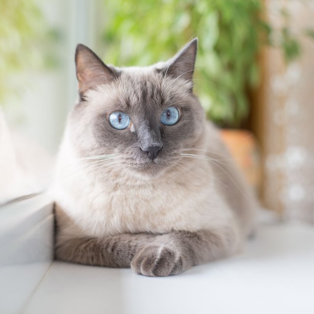 a-beautiful-fluffy-siamese-cat-with-blue-eyes-lies-on-the-windowsill-1032516376-ec8038b90e8e478785449d68fde25af7.jpg