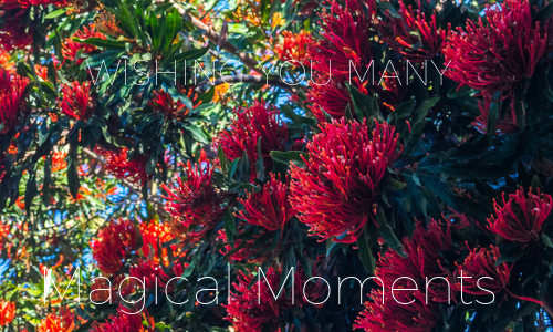 waratah.MAGICAL MOMENTS.png