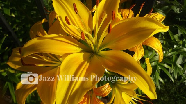 Yellow Flower Close Up rev.jpg