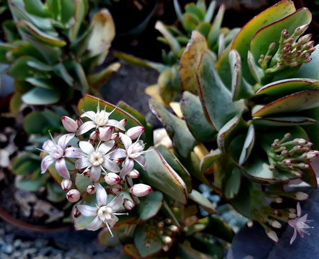 silver dollar jade flowers2.jpg