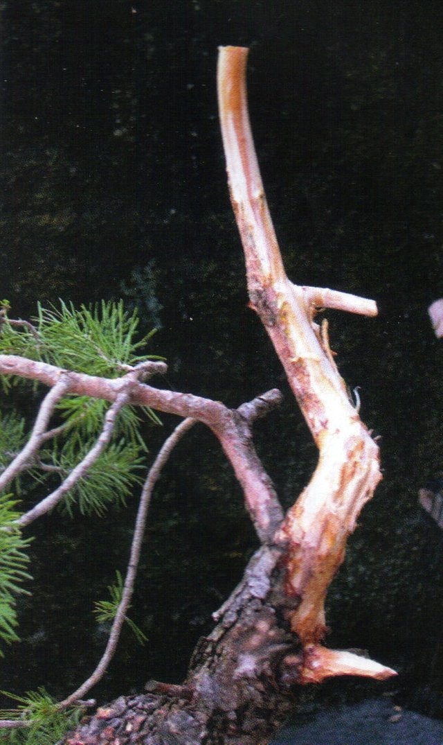 mi-bonsai-1.jpg