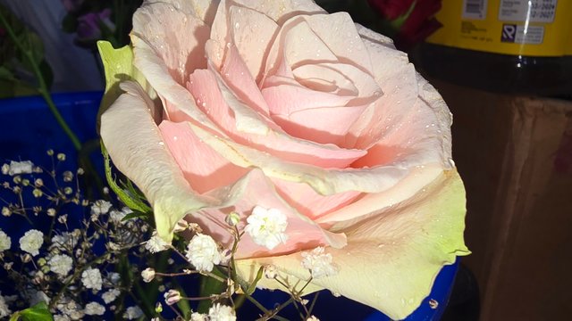 20250421_110707.jpg