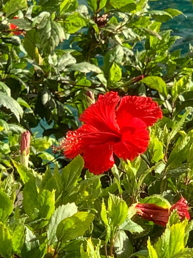 flower121.jpg