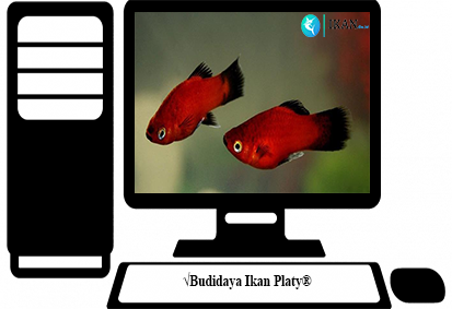 Budidaya Ikan Platy.png