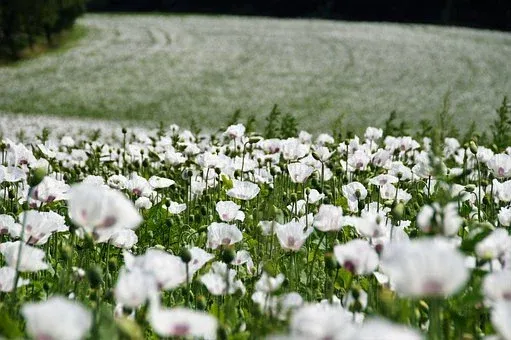 poppies.webp