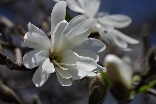 magnolia tree w virgo.jpg