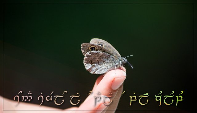Butterfly-tp.jpg