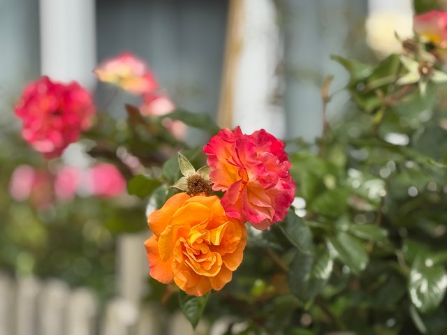 IMG_8520.jpeg