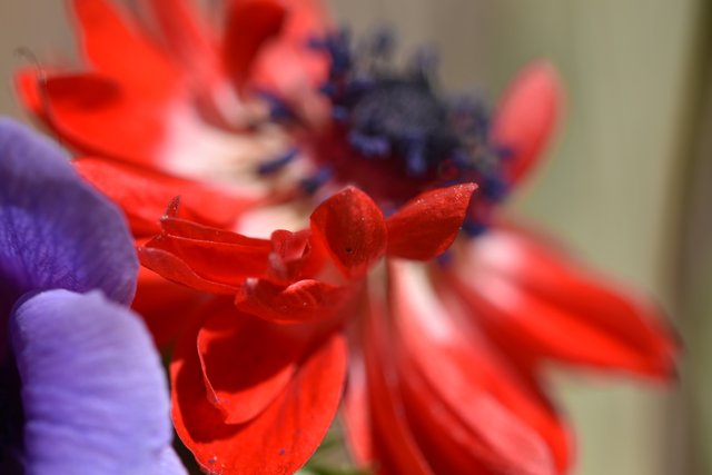 Anemones red flower petal.jpg